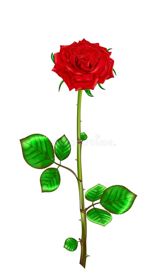 Red Rose with Stem and Leaves on a White Background. Vector Illus Stock ...