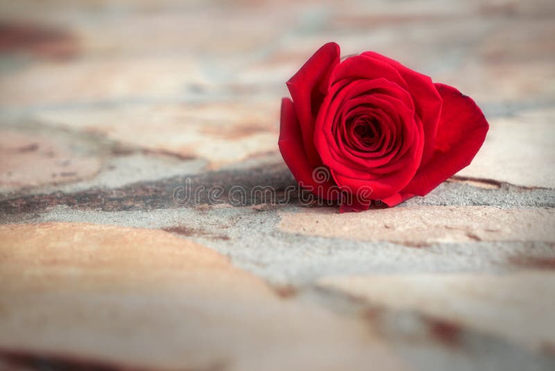 Red rose,score and blood stock image. Image of valentine - 27563563