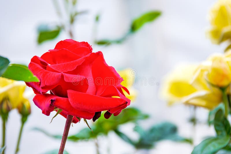 Red Rose Surrounded by Yellow Roses Stock Image Image of bloom