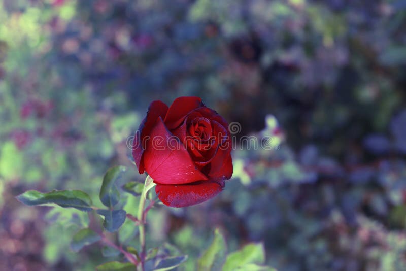 Red Rose Symbol Of Love Stock Image Image Of Plants 164052395