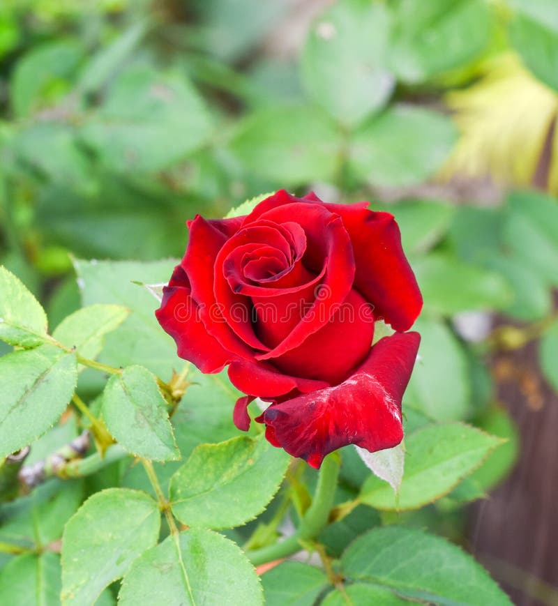 Red of Rose, Symbol of Love. Stock Image - Image of love, intention ...