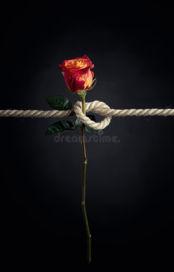 Red Rose Is Tied With A Rough Rope The Concept Of Slavery Or Hostage