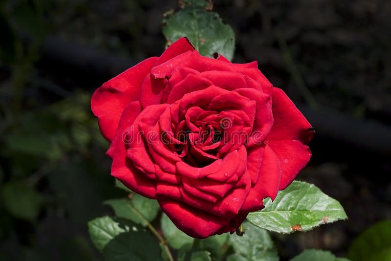 Red Rose Top View Half Open with Green Leaves , Dirty White Background ...