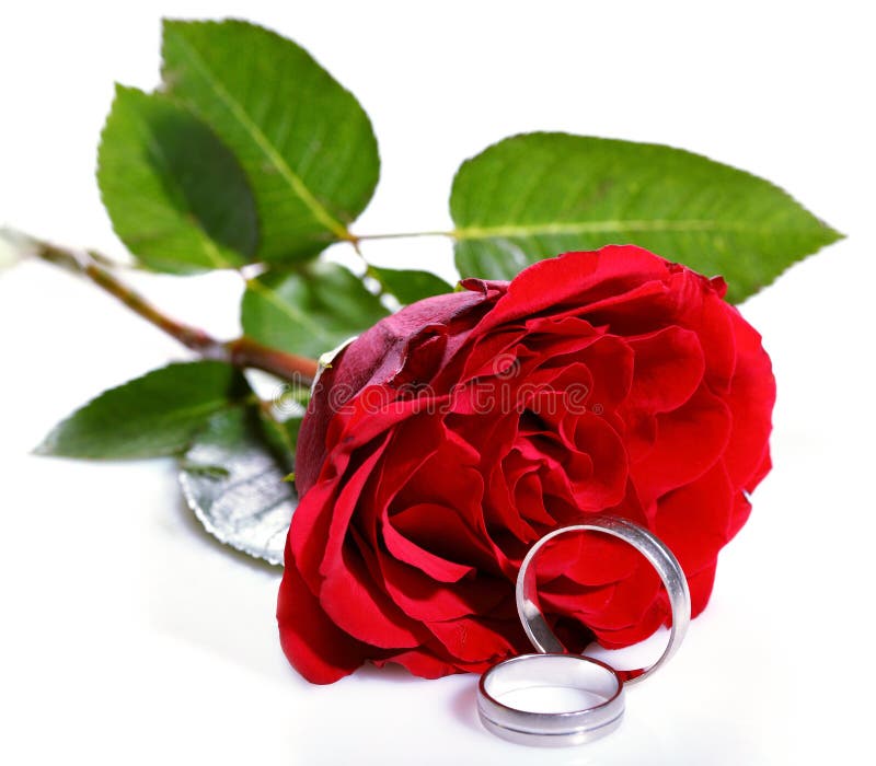 Red rose and two wedding rings