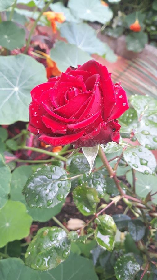 Red Rose under the rain stock image. Image of rain, drop 196614877