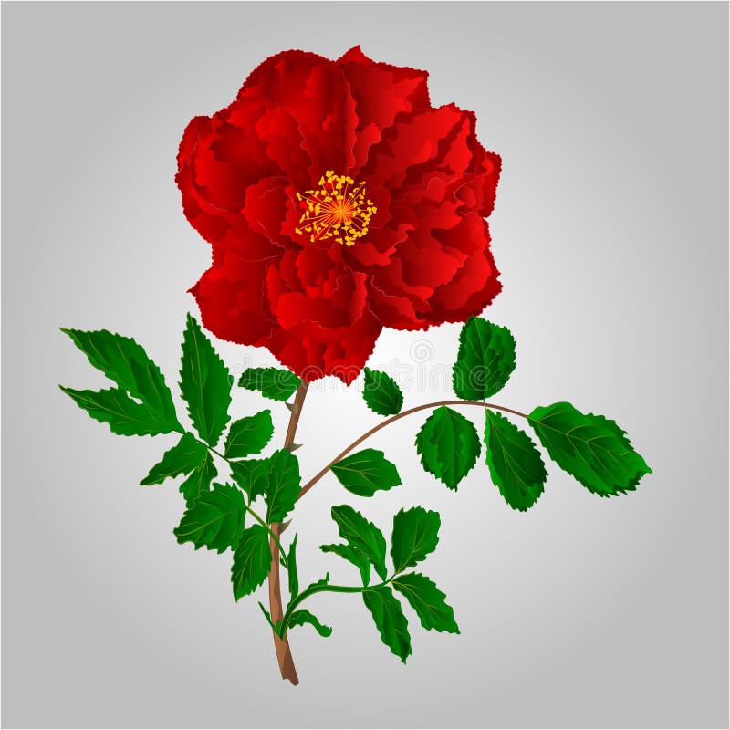 Red rose vector stock vector. Illustration of freshens - 56658006