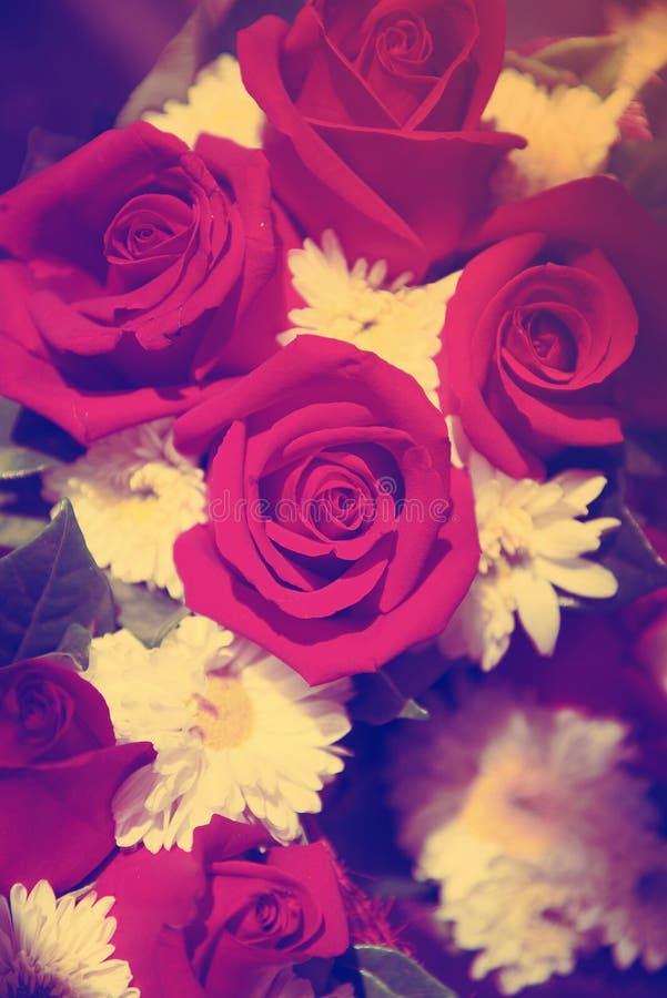 Red rose stock photo. Image of digital, natural, harmony - 55186680