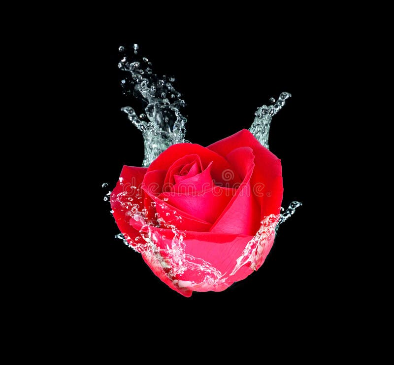 Red Rose in the Water on Black Stock Photo Image of romance, drops