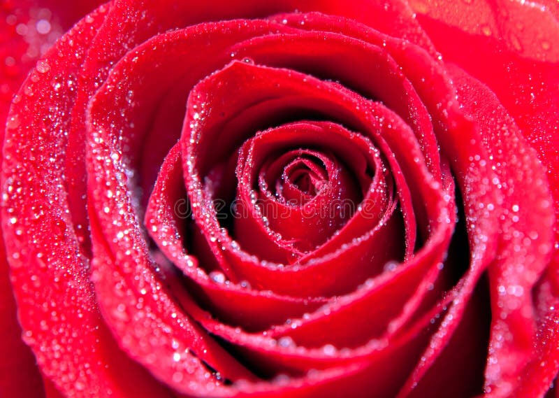 Red Rose With Water Droplets