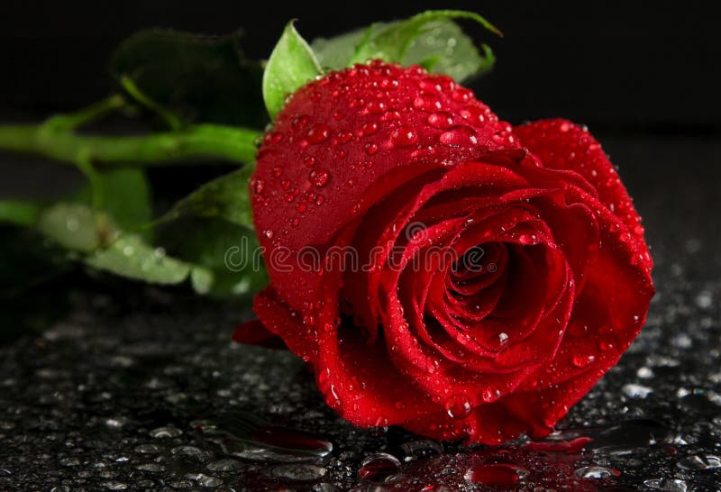 Red rose with water droplets