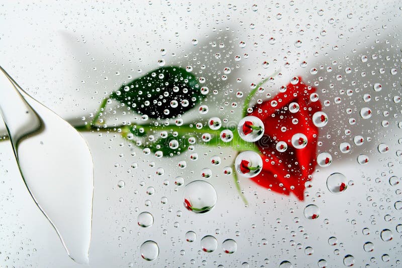 Red rose in water drops 1