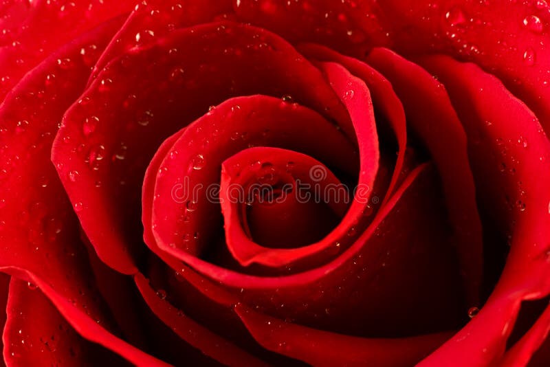 Red rose with water drops