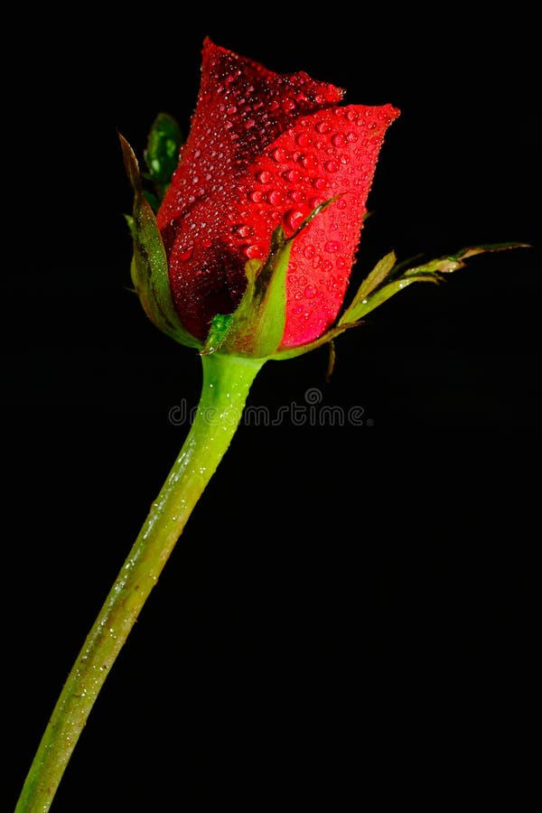 Red rose with water drops