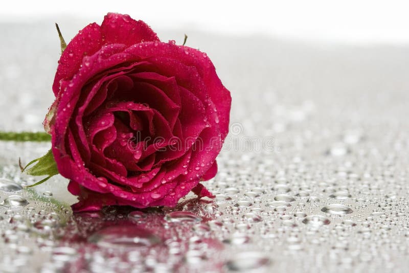 Red rose with water drops stock image. Image of condensation - 4073733