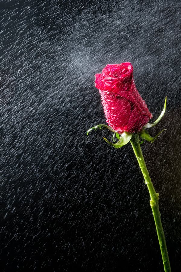 Red rose with water drops stock image. Image of flower 52784867