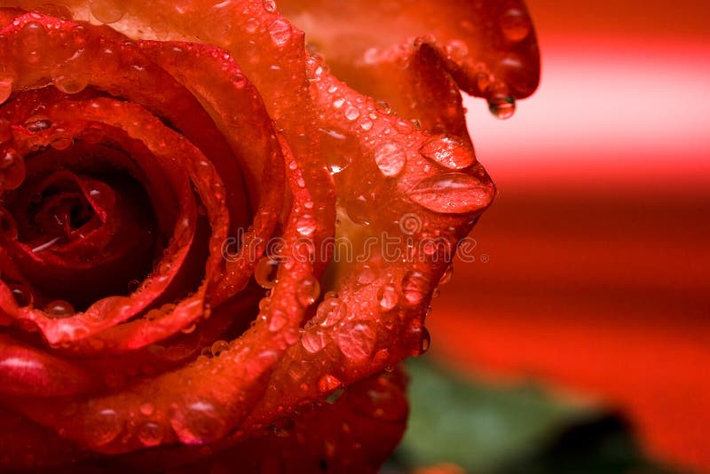 Red Rose With Water Drops Picture. Image 5749682