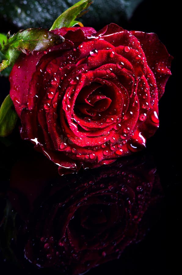 Red Rose With Water Drops On A Black Background, Free Space For Stock