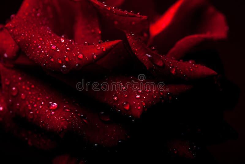 Red rose with water drops stock image. Image of florist - 76416023