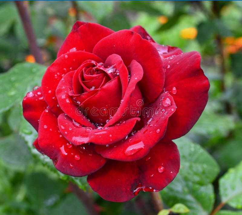 Red rose with water drops on petals