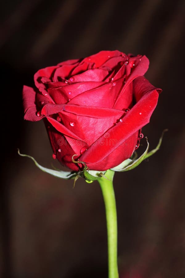 Red rose with water drops stock image. Image of background - 47914531