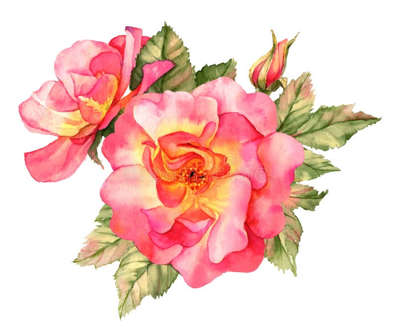 Rose bush watercolor stock illustration. Illustration of watercolor ...