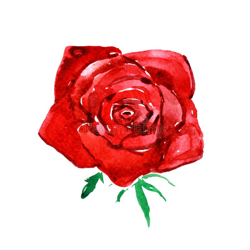 Red Rose, Watercolor Illustration Stock Illustration - Illustration of ...