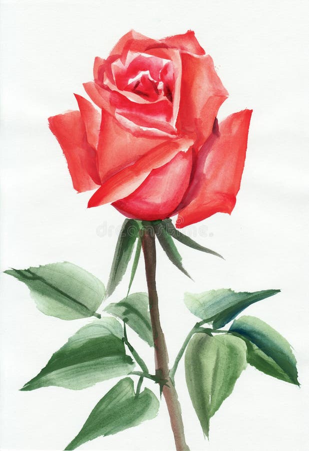 Pink rose stock illustration. Illustration of landscape - 28444613