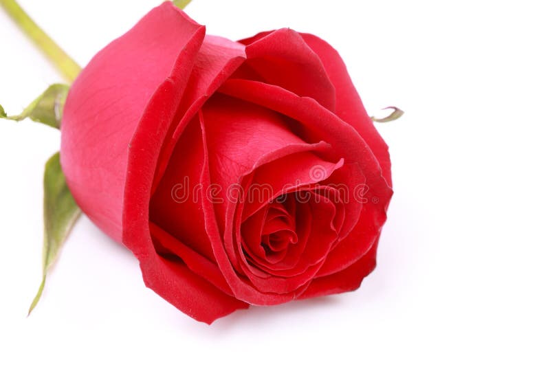 1,644,796 Rose Stock Photos - Free & Royalty-Free Stock Photos from  Dreamstime