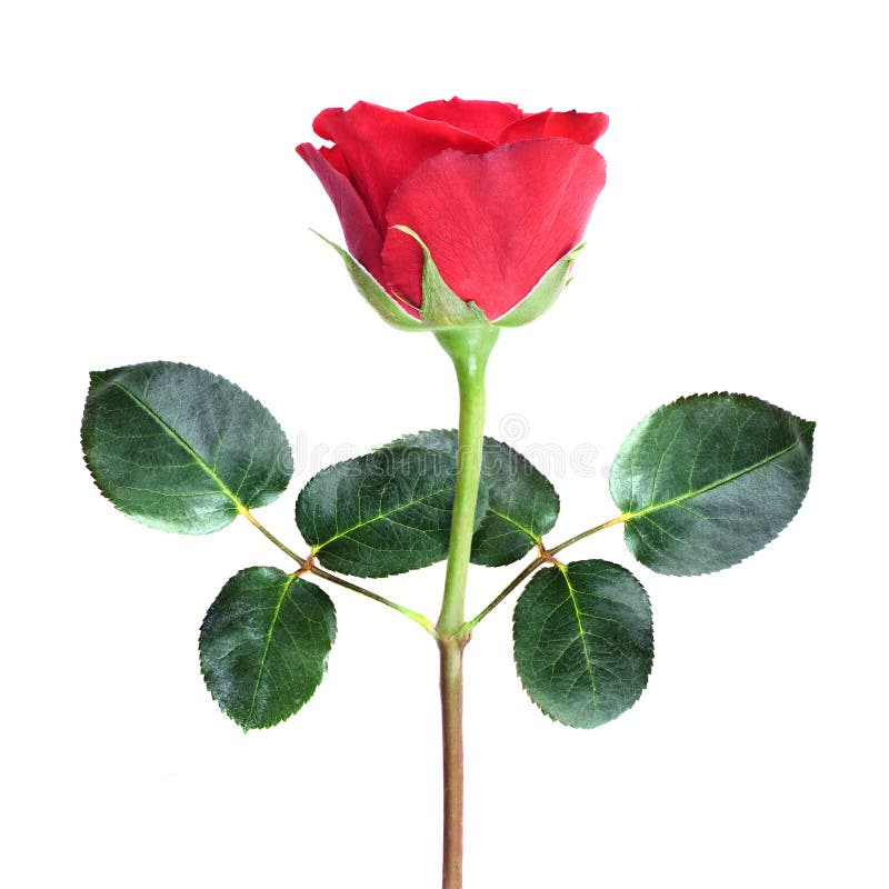 Fresh red rose on white background.