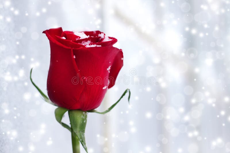 Red rose on a white background