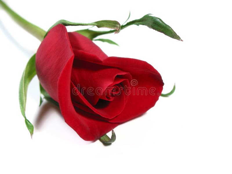 Red rose white background royalty free stock image Red rose white background royalty free stock image