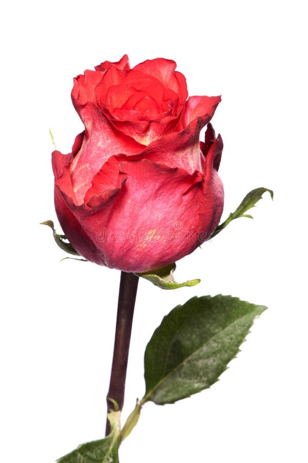 Red Rose on White Background Stock Image Image of background, petal