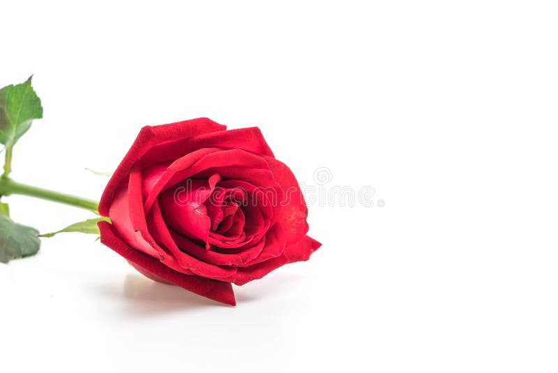 Red Rose on White Background Stock Photo Image of space, white 127042750