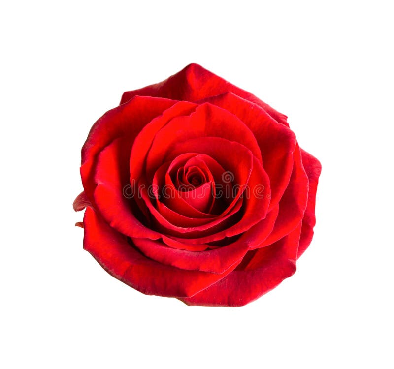 Red Rose on a White Background Stock Image Image of rose, colorful 275131673