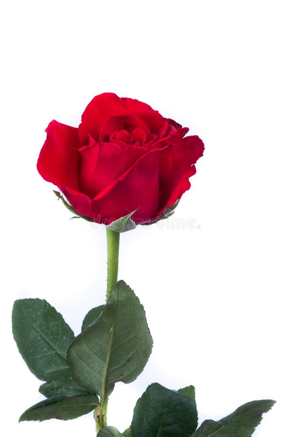Red Rose in White Background Stock Photo Image of fragility, color