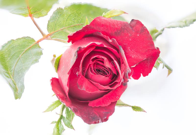 Red Rose on White Background Stock Photo Image of isolated, love