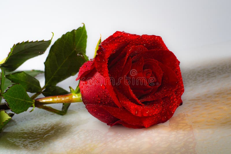 62,502 Red Rose Black Background Stock Photos - Free & Royalty-Free Stock  Photos from Dreamstime
