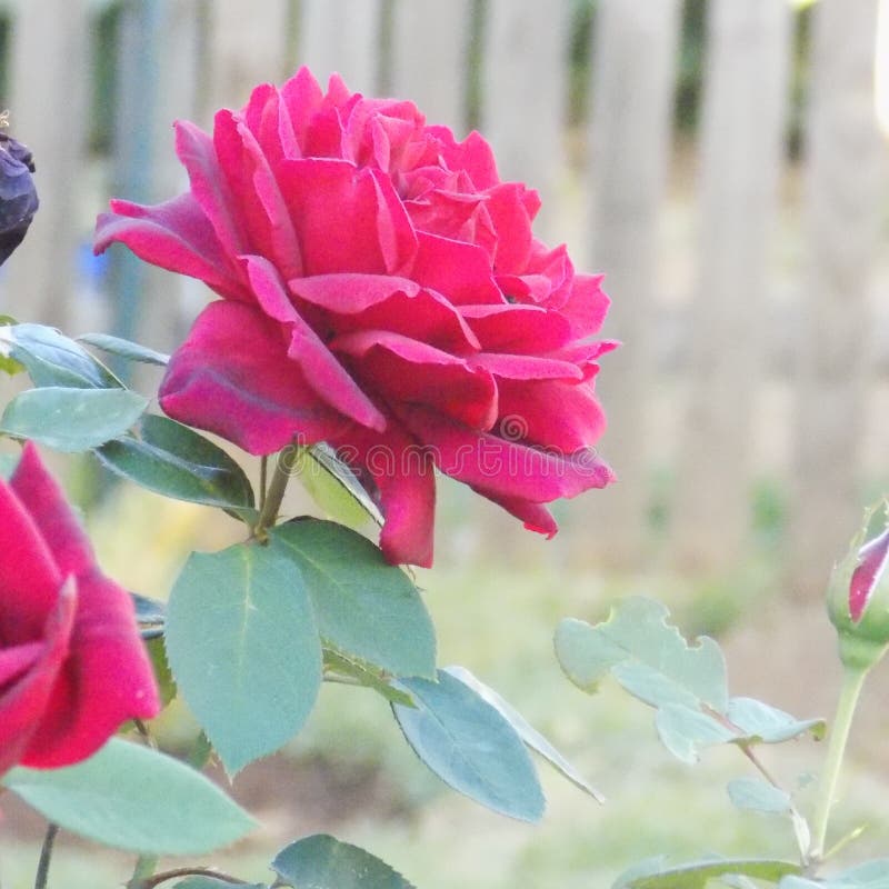 Red Rose a Zoomed in Shot Bright Colour Stock Image Image of rose