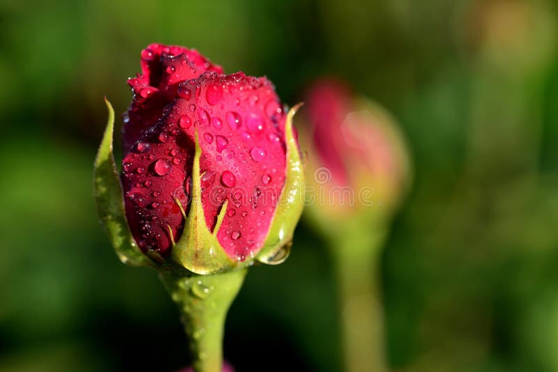 Red Rosebud with Water Drops Stock Photo Image of texture, nature