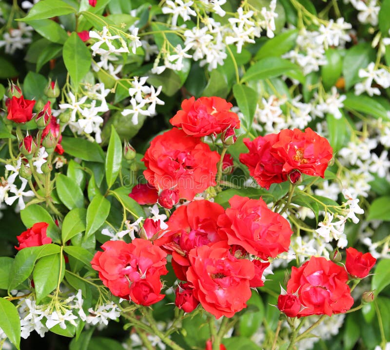 Red Rosed and White Jasmine Flowers with Green Leaves Stock Photo