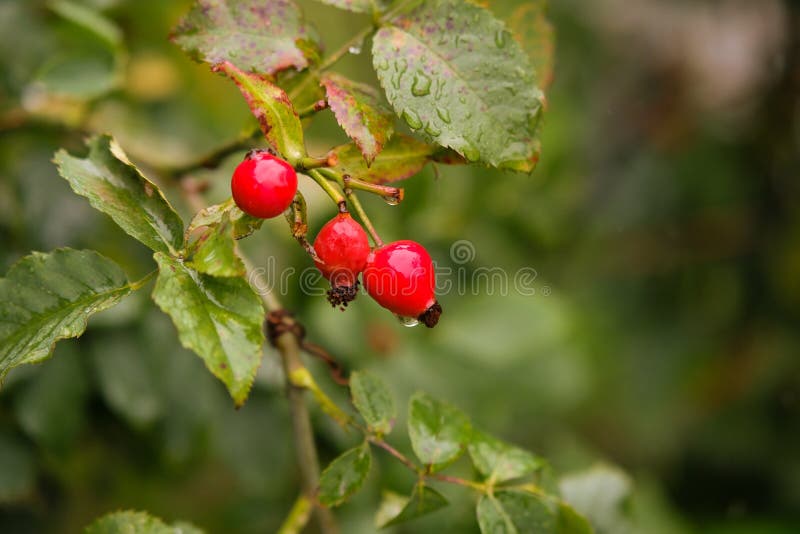 Red Rosehip Berries on a Branch after Rain, Healthy Berries with ...