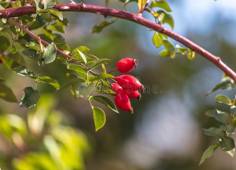 Red Rosehip Berries in a Vegetable Garden Stock Image Image of branch