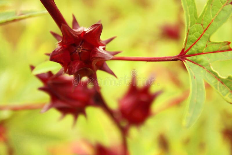 Red Roselle Fruit Okra Growing in the Garden Stock Photo Image of