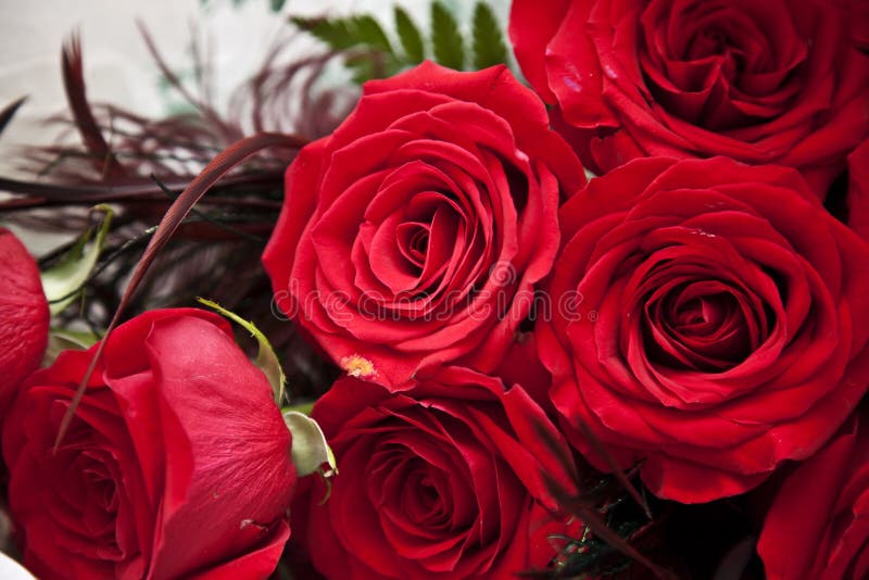 1,644,796 Rose Stock Photos - Free & Royalty-Free Stock Photos from  Dreamstime