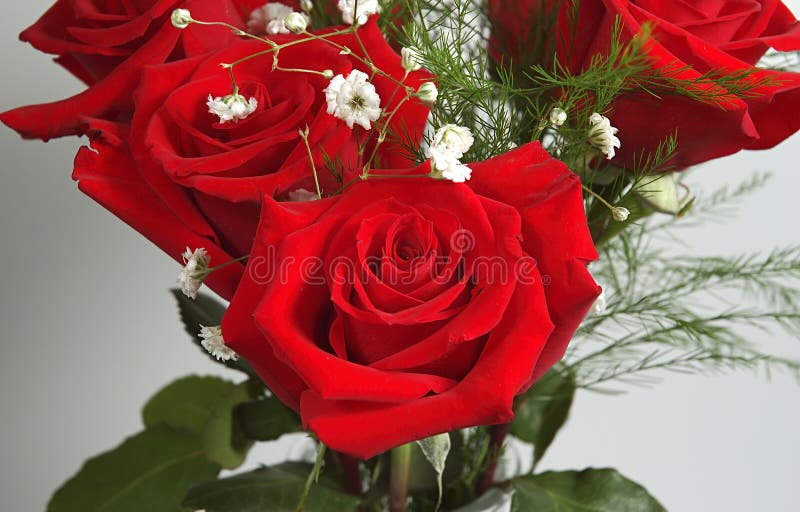 Red Roses stock image. Image of gift, flora, petals, love - 16697