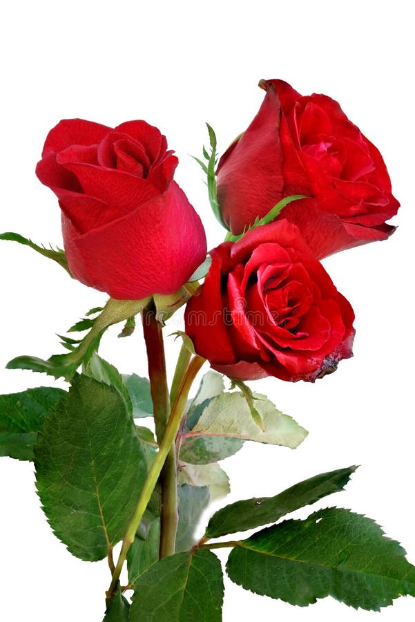 Big Beautiful Bouquet of Red Roses Near Staircase. Stock Image Image