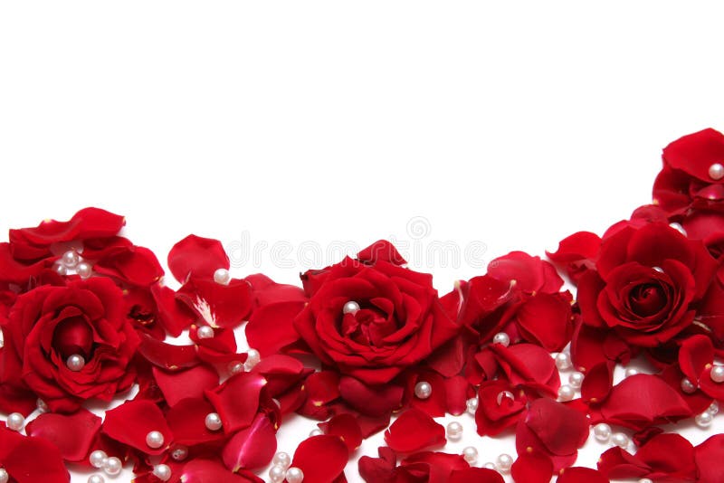 Krásne červené ruže na bielom pozadí.