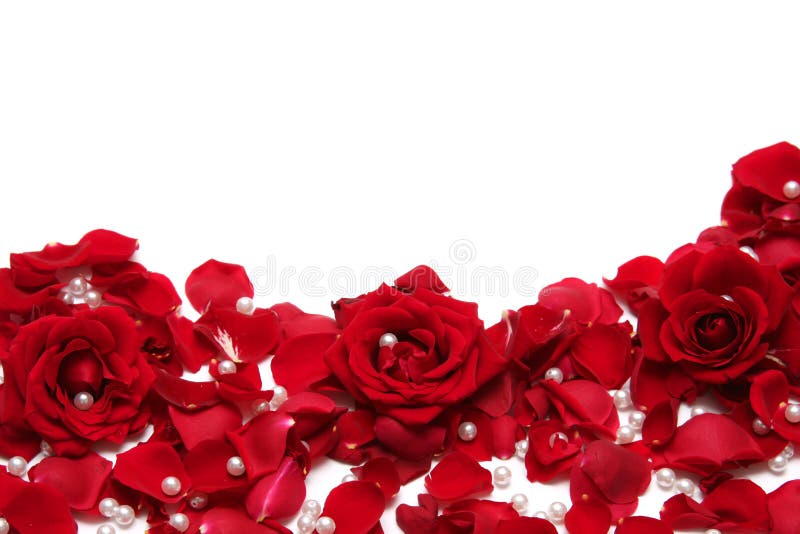 587,754 Roses Stock Photos - Free & Royalty-Free Stock Photos from  Dreamstime