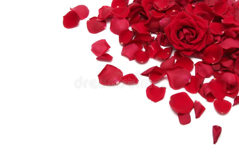 Schöne rote Rosen auf weißem hintergrund.