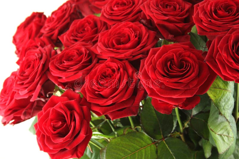 Red roses